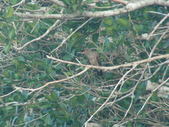 Patagioenas speciosa