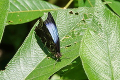 Morpho deidamia