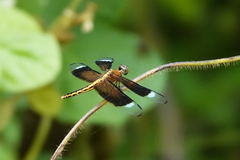 Neurothemis decora