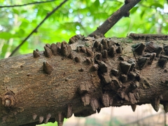 Zanthoxylum schreberi