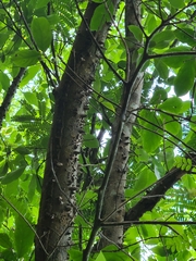 Zanthoxylum schreberi