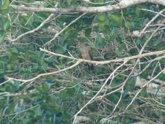 Patagioenas speciosa