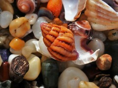 Peristernia reincarnata