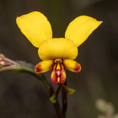 Diuris brachyscapa