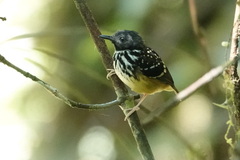 Hylophylax naevius