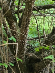 Zanthoxylum schreberi