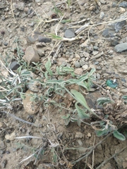 Convolvulus cantabrica