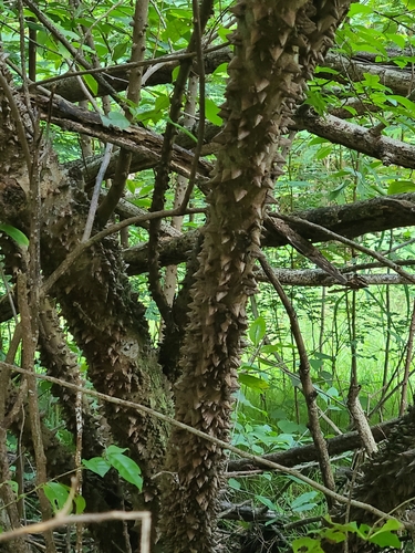 Image of Zanthoxylum schreberi by (c) ritirene, some rights reserved (CC BY)
