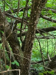 Zanthoxylum schreberi