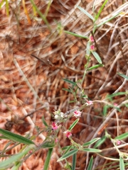 Indigofera linifolia