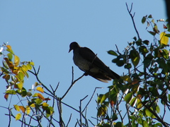 Patagioenas speciosa
