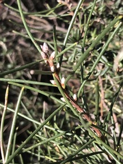 Hakea lissosperma