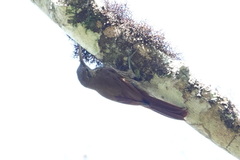 Lepidocolaptes fatimalimae