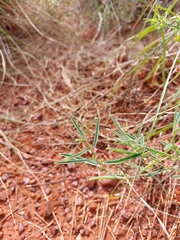 Indigofera linifolia