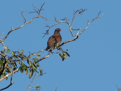 Patagioenas speciosa