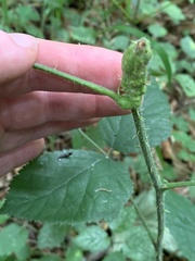Lasioptera rubi