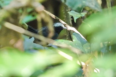 Myrmoborus leucophrys