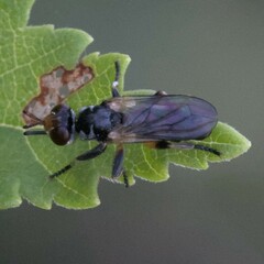 Thecophora atra
