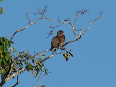 Patagioenas speciosa
