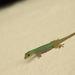 Cameroon Dwarf Gecko - Photo (c) Roland Godon, some rights reserved (CC BY), uploaded by Roland Godon