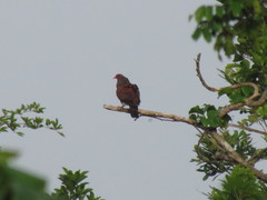 Patagioenas speciosa