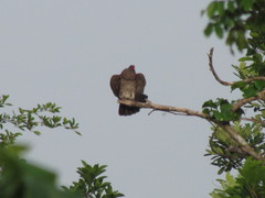 Patagioenas speciosa