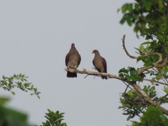 Patagioenas speciosa