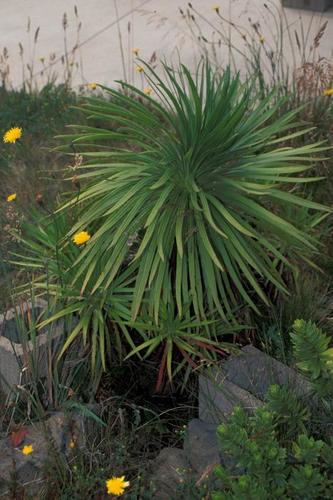 Argyroxiphium grayanum