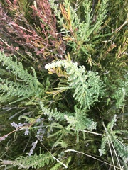 Ozothamnus cupressoides