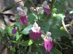 Impatiens balfourii