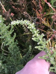 Ozothamnus cupressoides