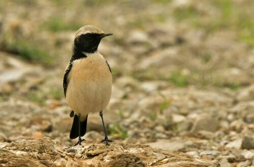 Desert Wheatear, 34570 Montarnaud, France, photo 10 of 10