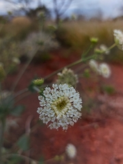 Trachymene oleracea