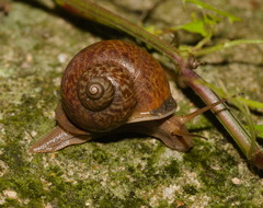 Cyclophorus punctatus