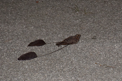 Caprimulgus longipennis