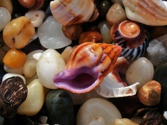 Peristernia reincarnata