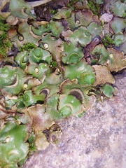 Lunularia cruciata