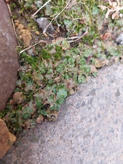 Lunularia cruciata