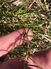 Hakea microcarpa