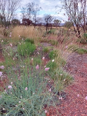 Ptilotus calostachyus