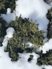 Podocarpus lawrencei