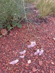 Ptilotus calostachyus