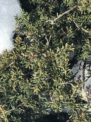 Podocarpus lawrencei