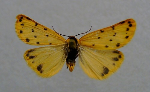 Ecaille roscide (L'), Callimorphe humectée (La)