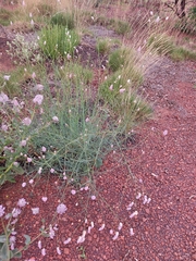 Ptilotus calostachyus