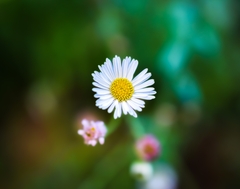 Erigeron karvinskianus