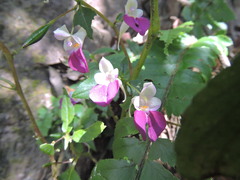 Impatiens balfourii