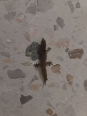 Sphaerodactylus grandisquamis