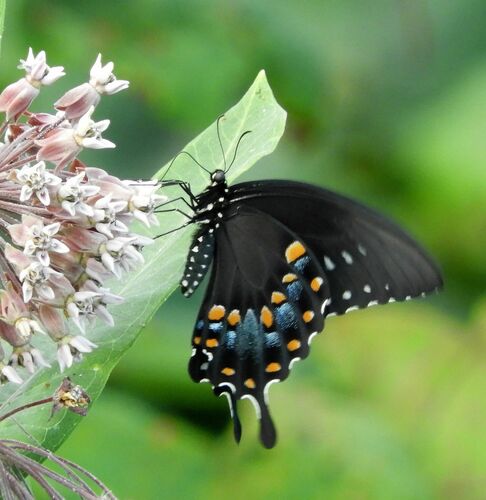 Spicebush Swallowtail, photo 2 of 8