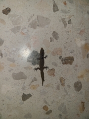 Sphaerodactylus grandisquamis